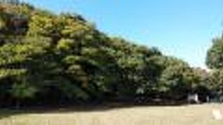 森の中に貝塚が見られる