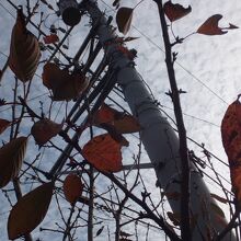 葉も落ちて