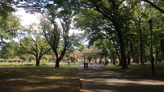 とても気持ちの良い公園、都立小金井公園 ♪