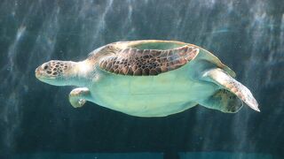 悠々と泳ぐウミガメ