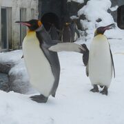 小雪が降る中見てきました