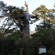 推定樹齢3000年、幹周り8.1mという巨大な杉