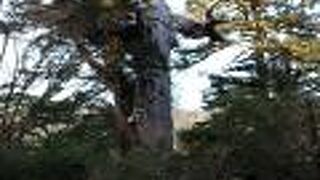 推定樹齢3000年、幹周り8.1mという巨大な杉