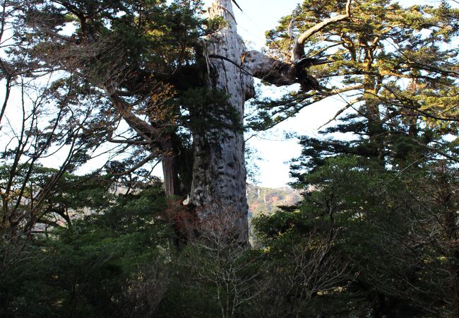 推定樹齢3000年、幹周り8.1mという巨大な杉