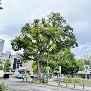 推定樹齢300年の大木