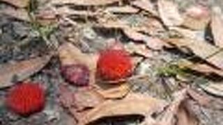 ヤマモモの実が生ってました