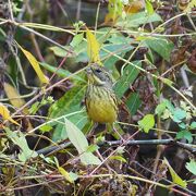 野鳥観察に行きました