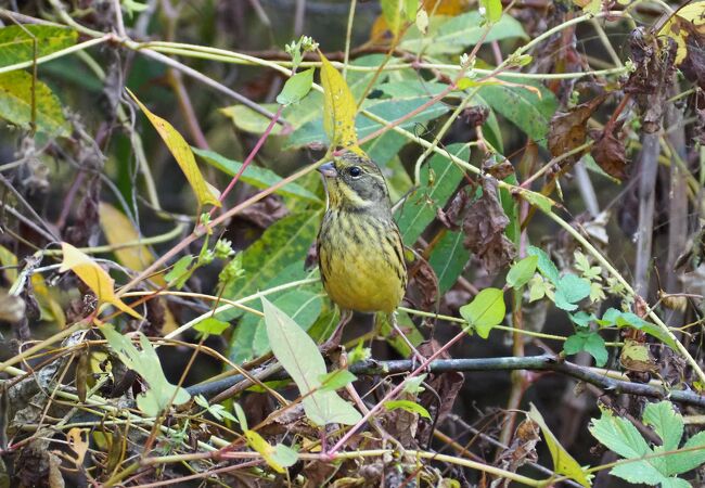 野鳥観察に行きました