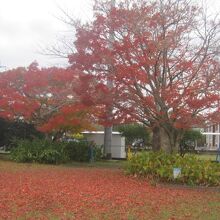 付近の紅葉も悲し気に美しかったです