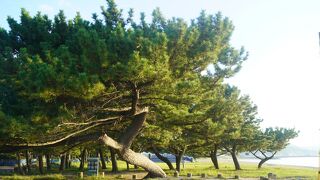 松林の間にきちんとした広場があって