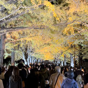 ライトアップされたイチョウ並木を見に昭和記念公園へ