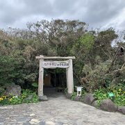 屋久島最大のガジュマル公園