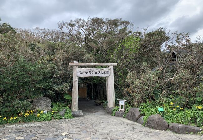 屋久島最大のガジュマル公園