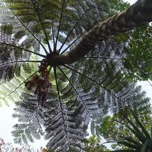 小笠原固有種シダ科のマルハチ