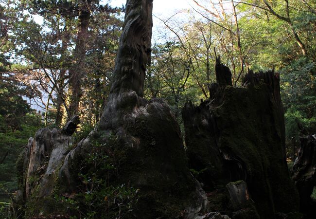 倒れてもなお登山客の安全を見守り続ける、縄文杉に次ぐ巨木
