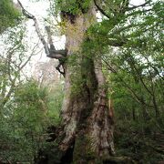 縄文杉が知られるまでは最大の屋久杉