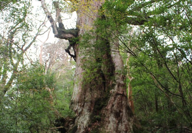 縄文杉が知られるまでは最大の屋久杉