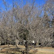 コブクザクラ（子福桜）が咲いていました