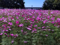 武庫川「髭の渡し」コスモス園