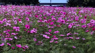 武庫川「髭の渡し」コスモス園