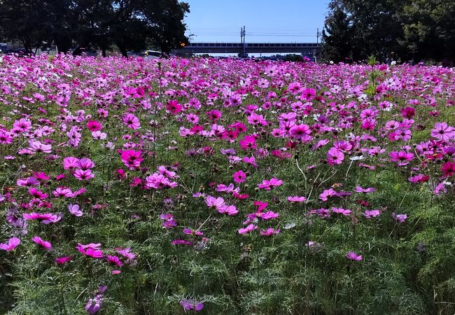 武庫川「髭の渡し」コスモス園