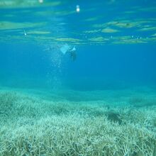 海の中には枝サンゴの群生が