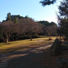 さくら庭園