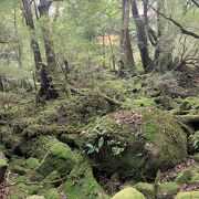 苔がむしている森です