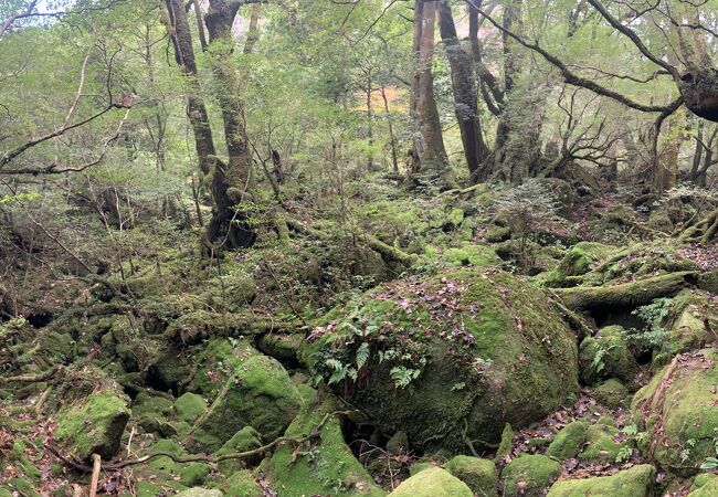 苔がむしている森です