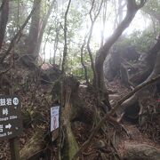 太鼓岩コースのゴールにある花崗岩の巨石