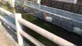 三嶋大社まで続きます。