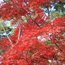 紅葉に光が当たると美しさは格別です。