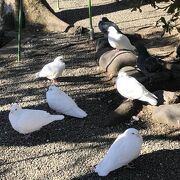 白い鳩たち