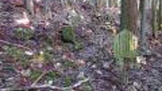 階段状の曲輪が残る。