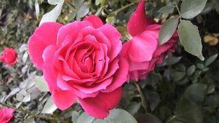 バラの香りに包まれ、幸せな気分に(^^♪