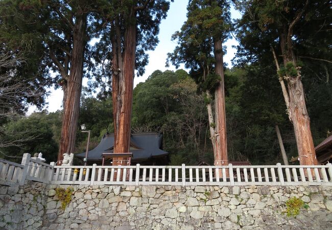 杉の木が立派な神社。