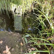 園の奥にある湧水源観察ポイントは必見です