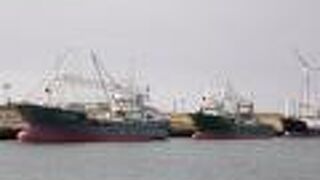 シノリガモが見られました。