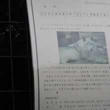 オオカミのお知らせ