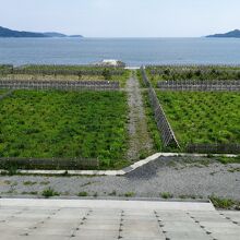 未来の高田松原