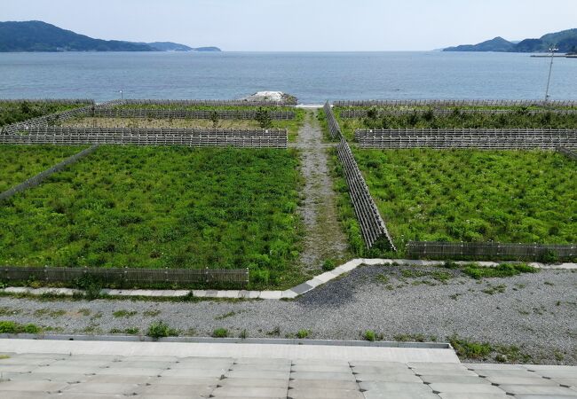 未来の高田松原