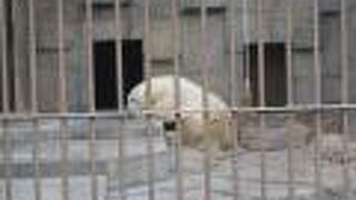 アザラシの展示が結構えぐい