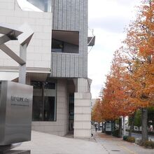 美術館とケヤキ並木。