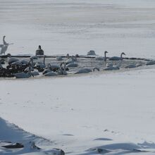 白鳥の飛来地です