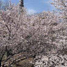 桜、桜、桜…桜の洪水(＾＾)