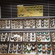 蝶の展示
