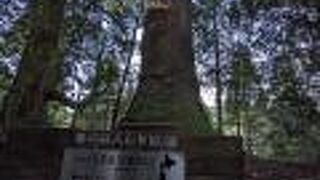 小石原の行者杉