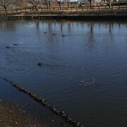 広い池に鳥がいっぱい