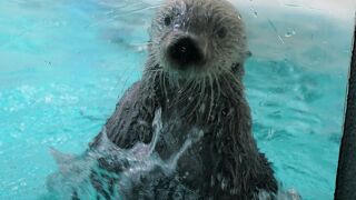 2頭のラッコを見れる水族館