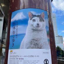 岩合さんの猫の写真展